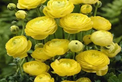 flores