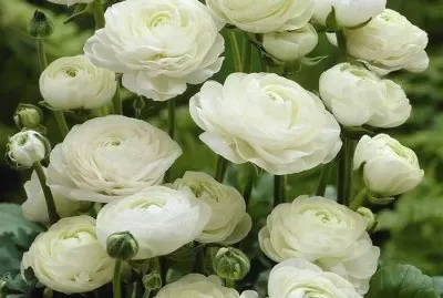 flores