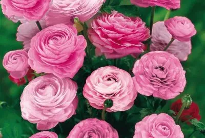 פאזל של flores