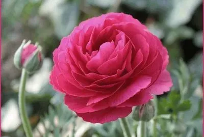 פאזל של flores