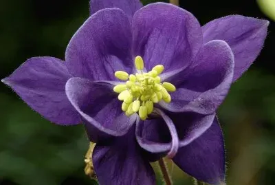 פאזל של flores