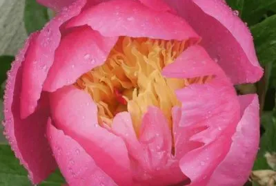 פאזל של flores