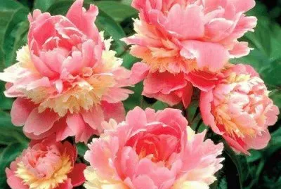 פאזל של flores