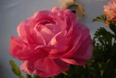 פאזל של flores