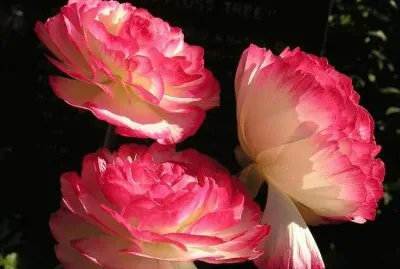 פאזל של flores