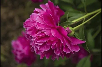 פאזל של flores