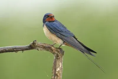 ron dine jigsaw puzzle