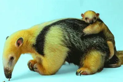 mom#191 jigsaw puzzle