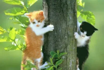 gatos jigsaw puzzle