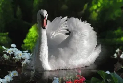 פאזל של cisne