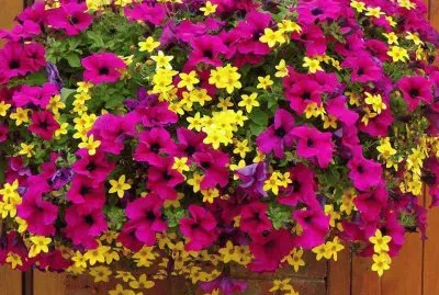 flores jigsaw puzzle