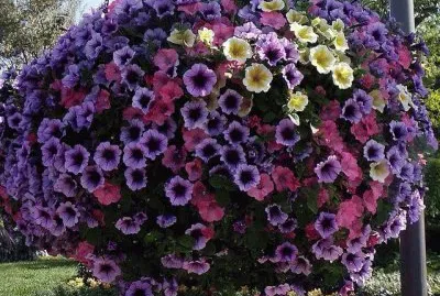 flores