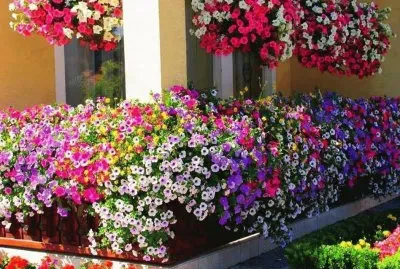 flores
