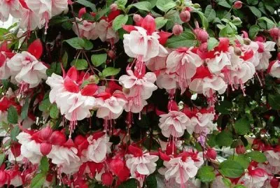 flores