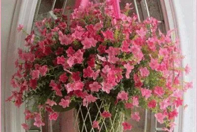flores
