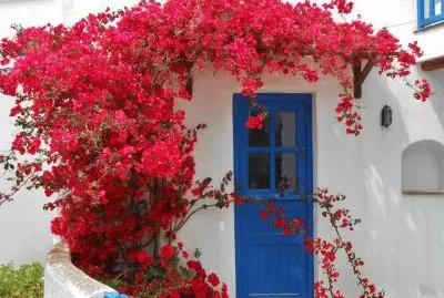 flores