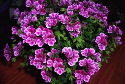 flores