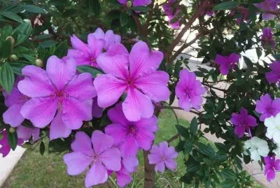 flores