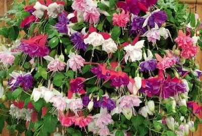 flores