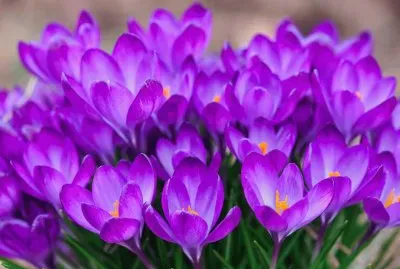 פאזל של flores