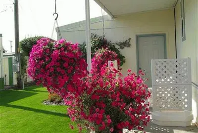 flores