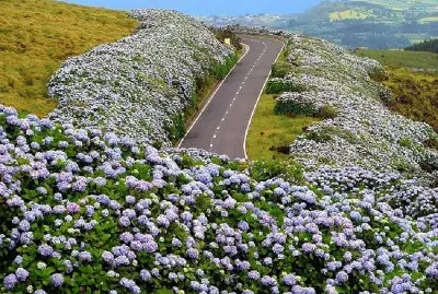 פאזל של flores