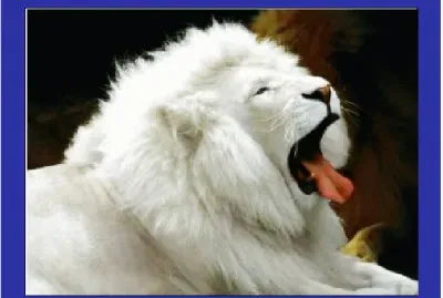 ××¨×™×” ×œ×‘×Ÿ