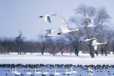 פאזל של as  belesas  do  japÃ£o