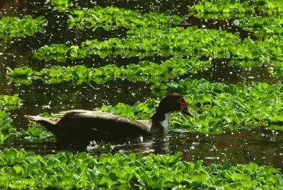 Reserva EcolÃ³gica Vicente LÃ³pez. Bs. As.- Argentina jigsaw puzzle