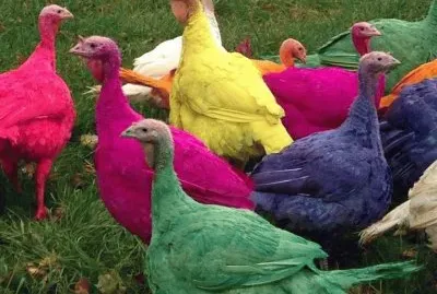 pavos a todo color jigsaw puzzle