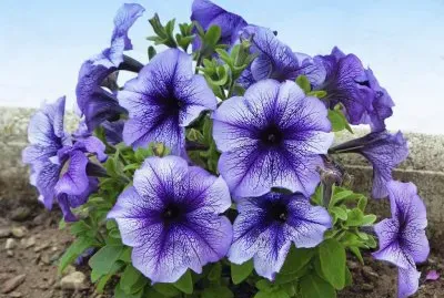 petunias