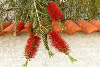 callistemon