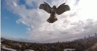 פאזל של imagens