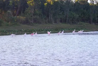 EspÃ¡tulas rosadas en Goya. Corrientes. Argentina