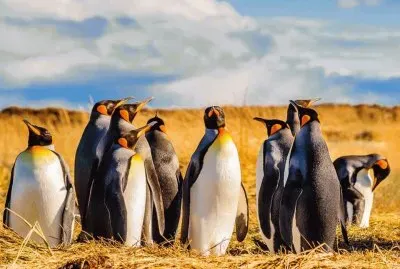 פאזל של as  maravilias  do  chile