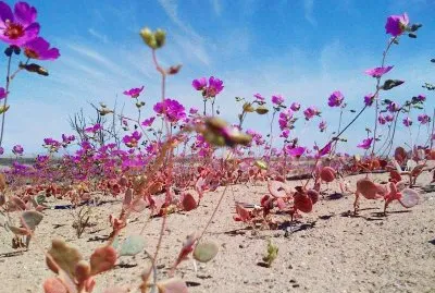 as  maravilias  do  chile