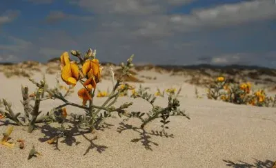 פאזל של as  maravilias  do  chile