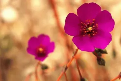 as  maravilias  do  chile