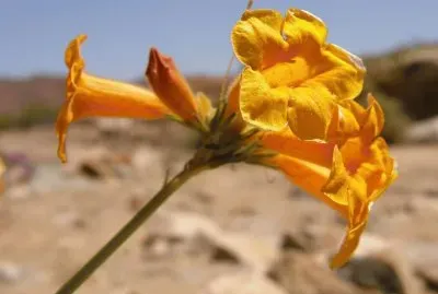 as  maravilias  do  chile