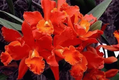 פאזל של as  maravilias  do  chile