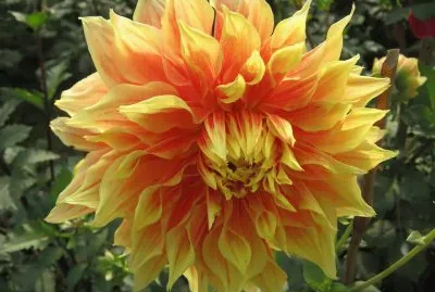 פאזל של flores