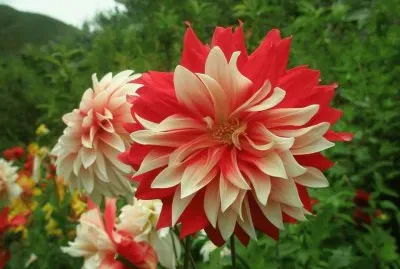 פאזל של flores