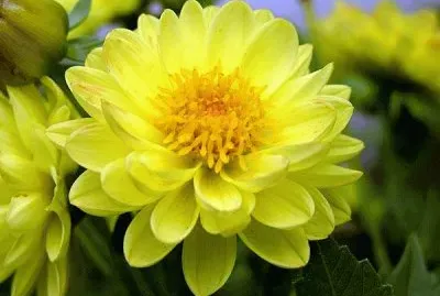 פאזל של flores