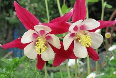 פאזל של flores