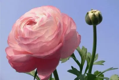 פאזל של flores