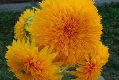 פאזל של flores