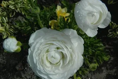 פאזל של flores