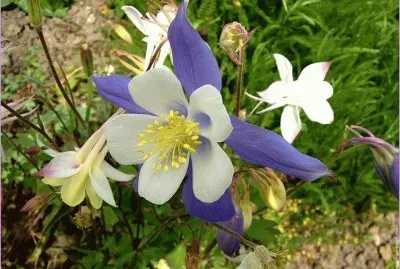 פאזל של flores