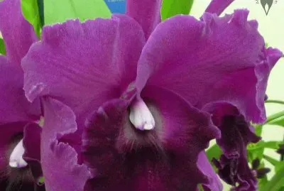 פאזל של flores