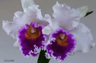 פאזל של flores